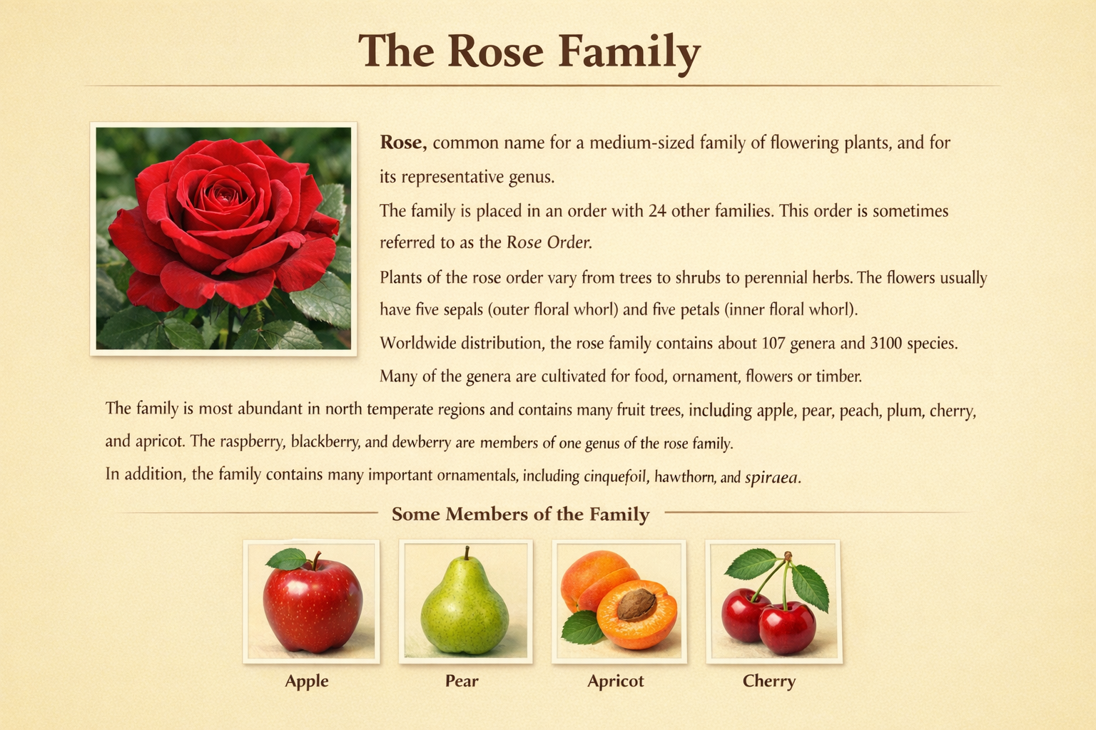 code screen html css
